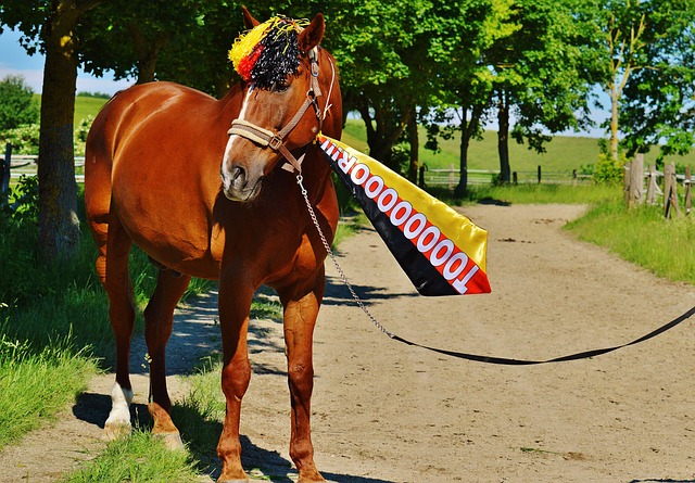 球隊的比賽 球隊的比賽